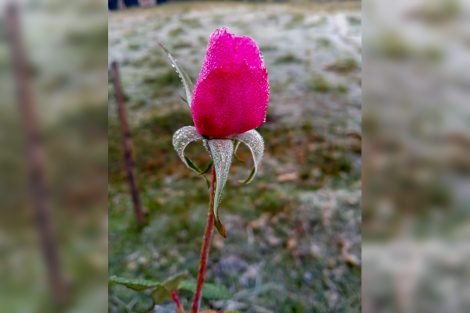 Alessandro Gasparin / Arquivo Pessoal