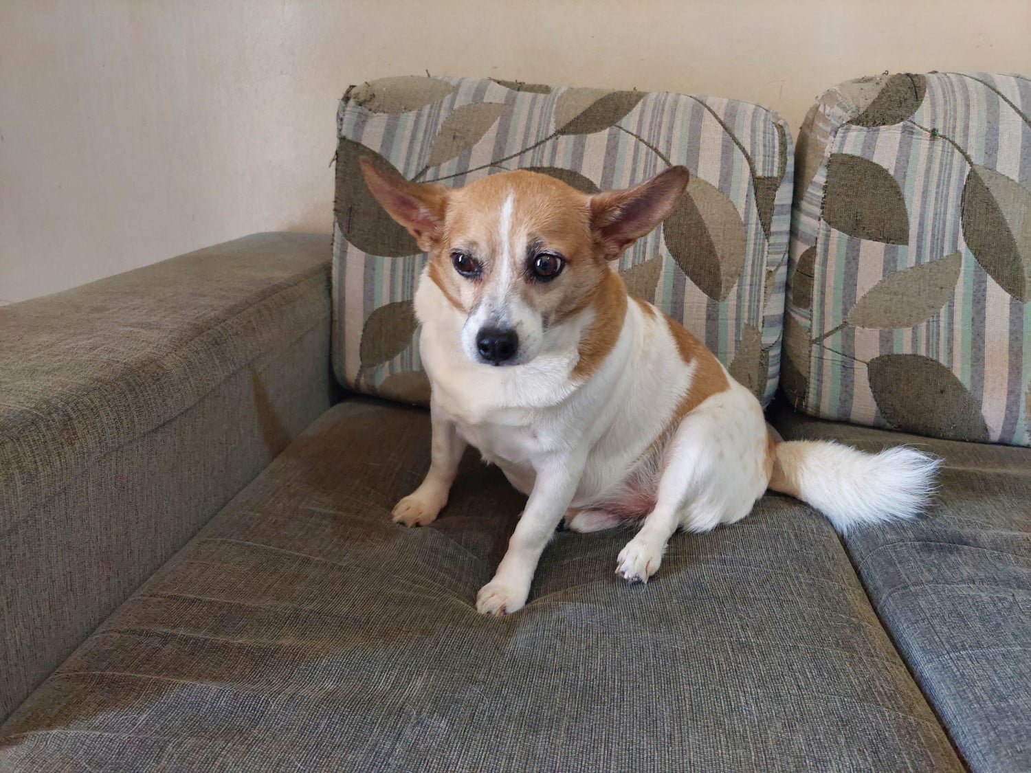 Marley, o cão que precisa de uma cirurgia.