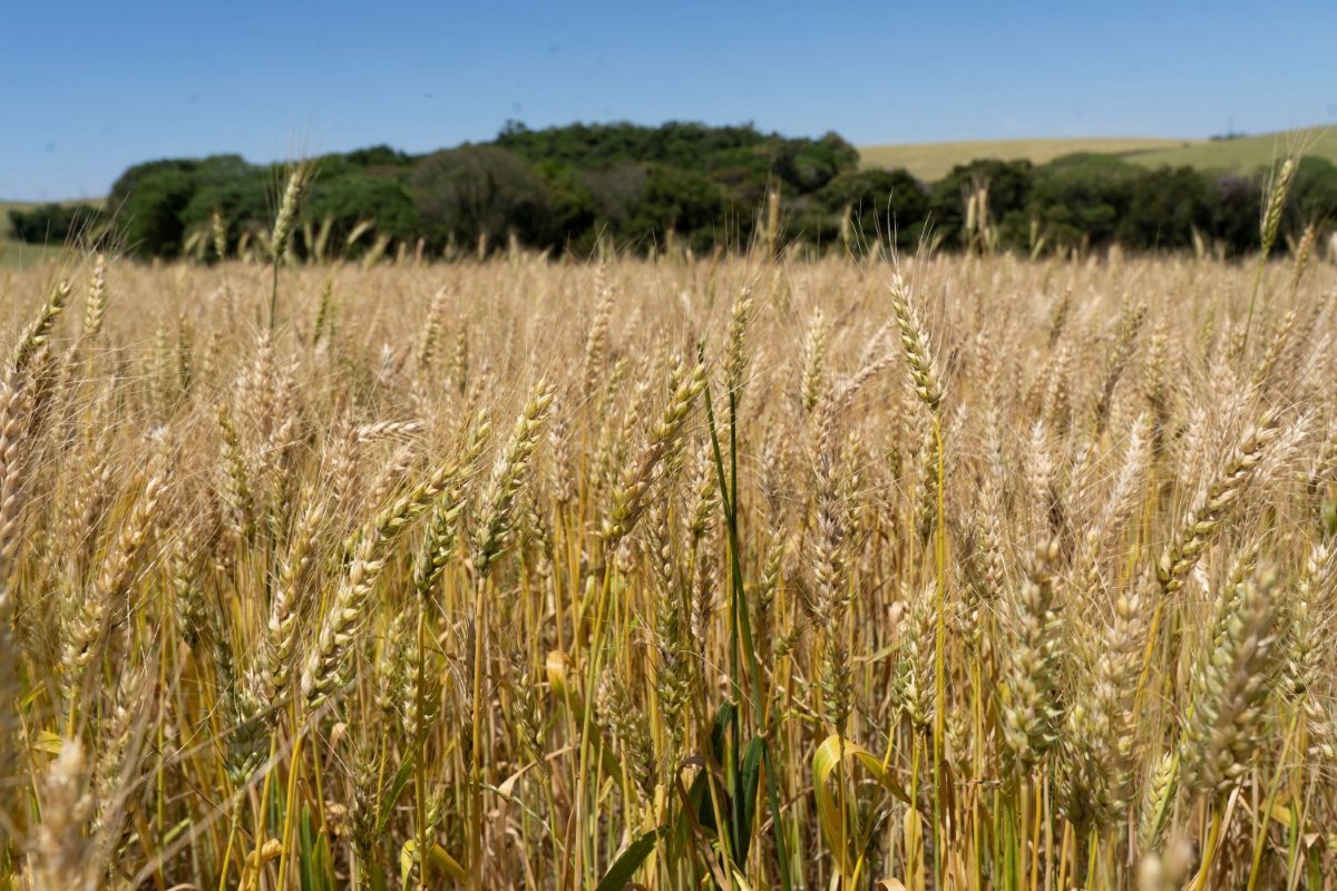 O clima será decisivo para definir o resultado final da safra | Foto: Bruna Scheifler | Divulgação Cotrijal